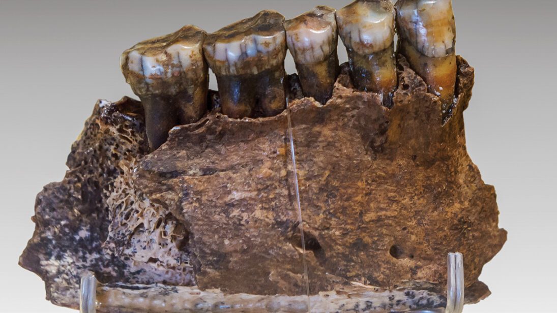 _20250821_nid_neanderthal_mucus