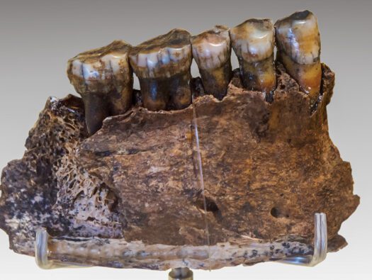 _20250821_nid_neanderthal_mucus