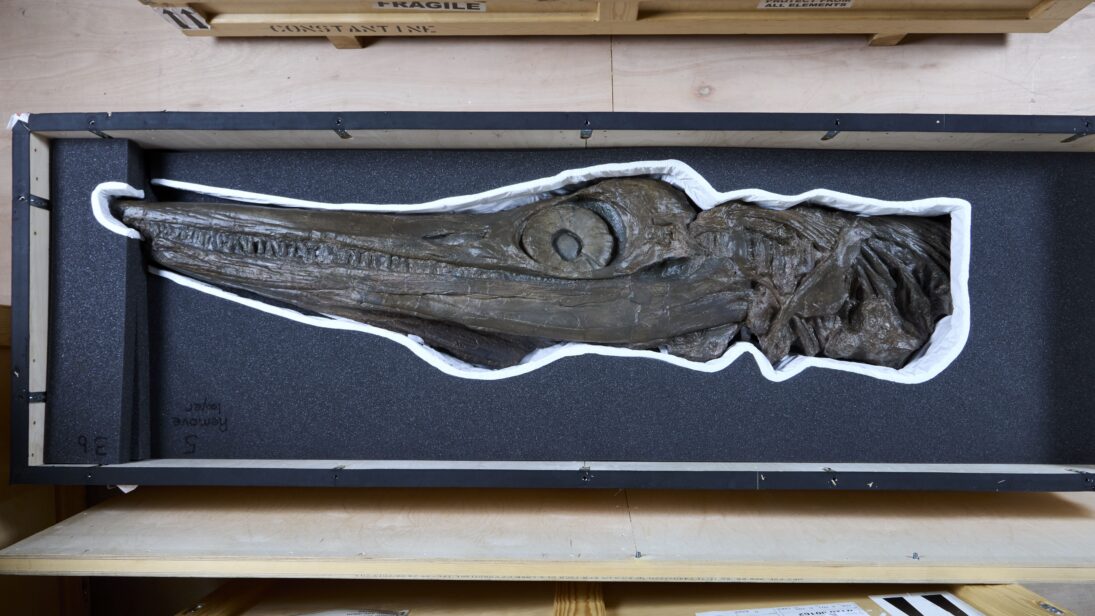 Ichthyosaur skull  – Jurassic Oceans