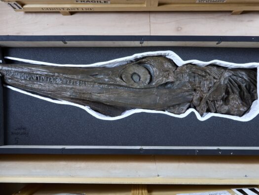 Ichthyosaur skull  – Jurassic Oceans