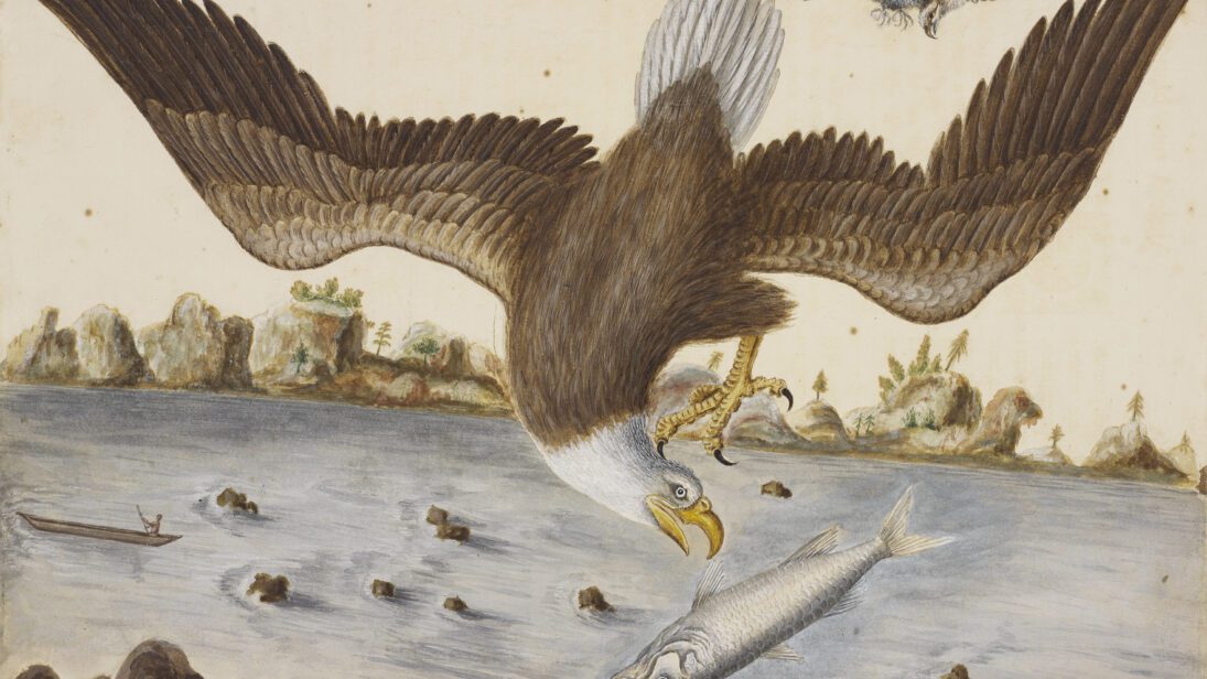 The Bald Eagle