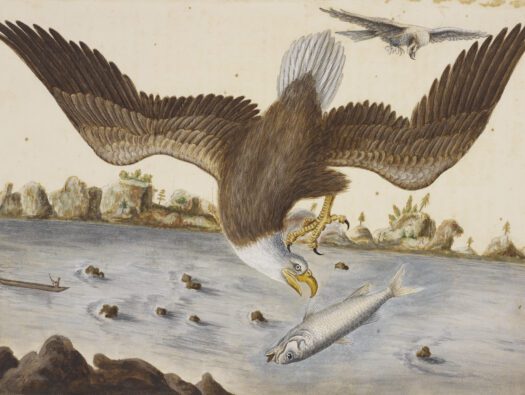 The Bald Eagle