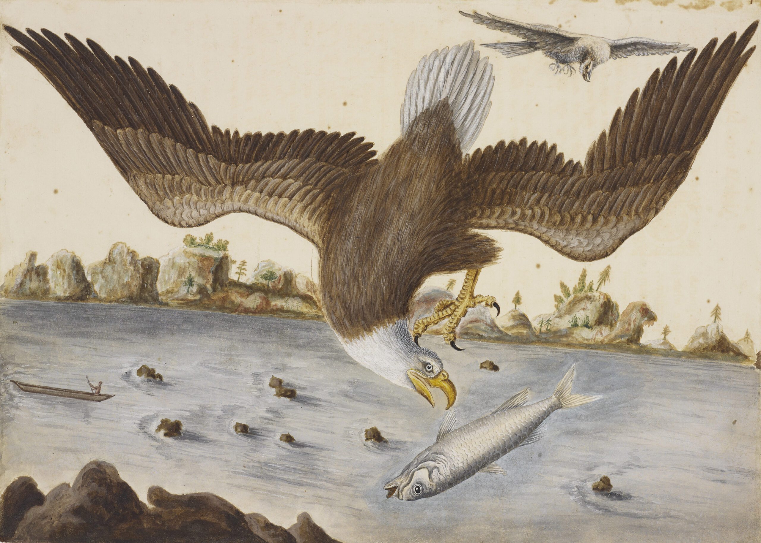 The Bald Eagle